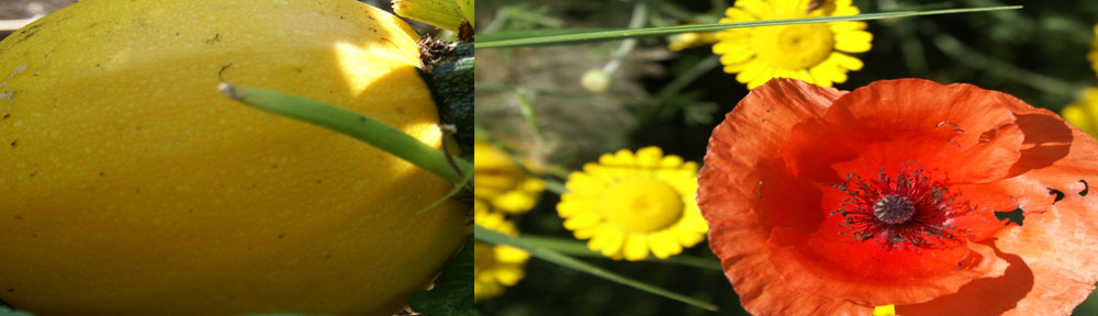 Wald&Wiesen-Berg&Garten